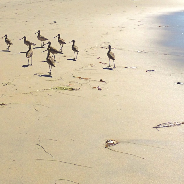 sandpipers on shore