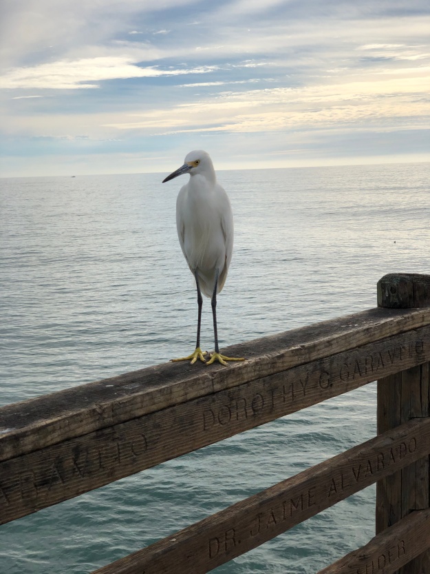 egret on a railing
