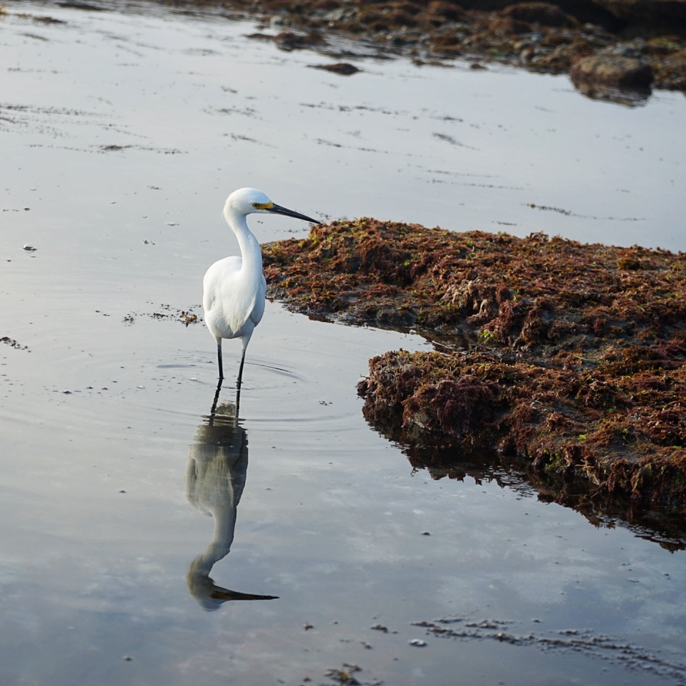 egret with reflection
